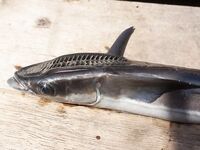 Ко Липе: парусник у Ко Аданг и ужин в Family BBQ