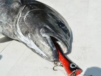 Пхукет: попперы по GT, четыре взяли