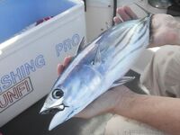 Рача Яй и Рача Ной 6 ноября: коротко