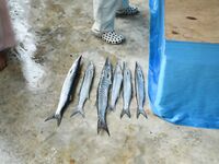 Пхукет: джиг-турнир 20 декабря