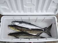 Пхукет: джиг-турнир 20 декабря