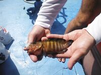 Пхукет: опыт поиска и сравнения