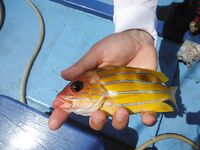 Пхукет: опыт поиска и сравнения