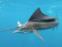 Пхукет: ещё несколько фото с моря