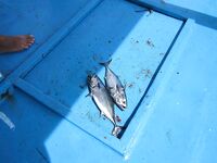 Пхукет бюджет: мелко и немного