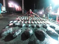 Симиланы 19-22: снапперы, GT и глубокие груперы