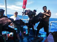 Симиланы 19-22: снапперы, GT и глубокие груперы