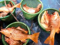 Симиланы 19-22: снапперы, GT и глубокие груперы