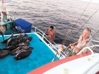 Симиланы 19-22: снапперы, GT и глубокие груперы