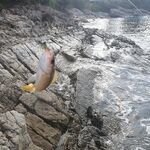 Пхукет: каракатица по часу в день и микроджиг