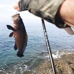 Пхукет: каракатица по часу в день и микроджиг