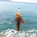 Пхукет: каракатица по часу в день и микроджиг