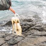 Пхукет: каракатица по часу в день и микроджиг