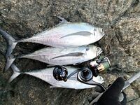 Пхукет: три ханкена каждое утро и микробарры