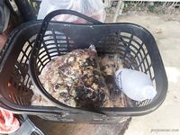 Чиангмай: платник 15 км, закидушка