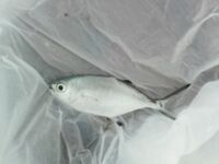 Белек: повтор фото