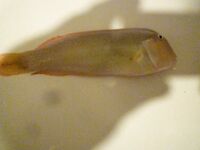 Белек: подскажите что за рыба