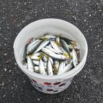 Галатский мост: ставрида на зелёную мушку