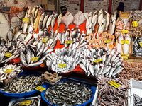 Галатский мост: ставрида на зелёную мушку