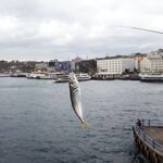 Галатский мост: ставрида на зелёную мушку