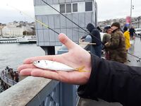 Галатский мост: ставрида на зелёную мушку