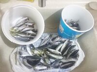 Стамбул: новогодняя ставрида, 118 хвостов