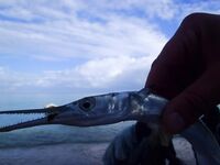 Ямайка, Очо Риос: коротко про троллинг