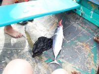 Ямайка, Очо Риос: коротко про троллинг