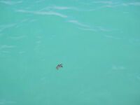 Ямайка, Очо Риос: коротко про троллинг