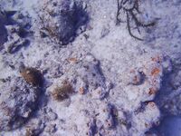 Ямайка, Очо Риос: коротко про троллинг