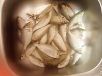 Хургада август-сентябрь: донки, дропшот и прилив