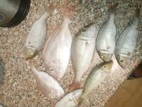 Хургада август-сентябрь: донки, дропшот и прилив