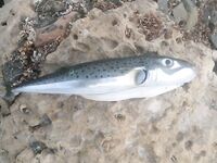 Хургада: глухозимье и выручила форелевая железа