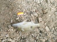 Хургада: глухозимье и выручила форелевая железа