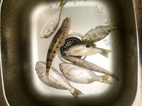 Хургада: глухозимье и выручила форелевая железа