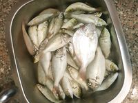 Хургада: план на май и чем кормить