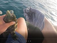 Хургада май-июнь: лодка и ультралайт с берега