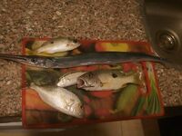 Хургада май-июнь: лодка и ультралайт с берега