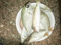 Хургада май-июнь: лодка и ультралайт с берега