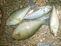 Хургада май-июнь: лодка и ультралайт с берега