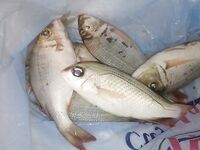 Хургада май-июнь: лодка и ультралайт с берега