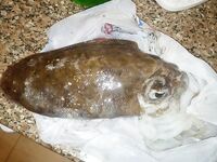 Хургада май-июнь: лодка и ультралайт с берега