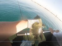 Хургада май-июнь: лодка и ультралайт с берега