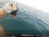 Хургада май-июнь: лодка и ультралайт с берега