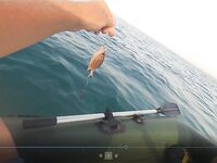 Хургада май-июнь: лодка и ультралайт с берега