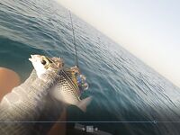 Хургада май-июнь: лодка и ультралайт с берега