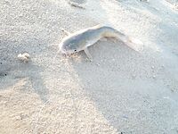 Керала: фото без текста