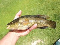 Южный Кипр: что за рыба попалась?