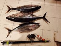 Занзибар: дожди, котлы и четыре схода