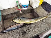 Занзибар: дожди, котлы и четыре схода